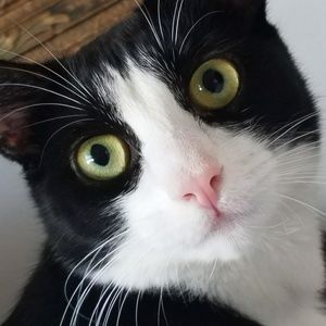 Meet your Posher, Phyllis